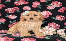 Cockapoo dogs for sale: Dora - Image 4