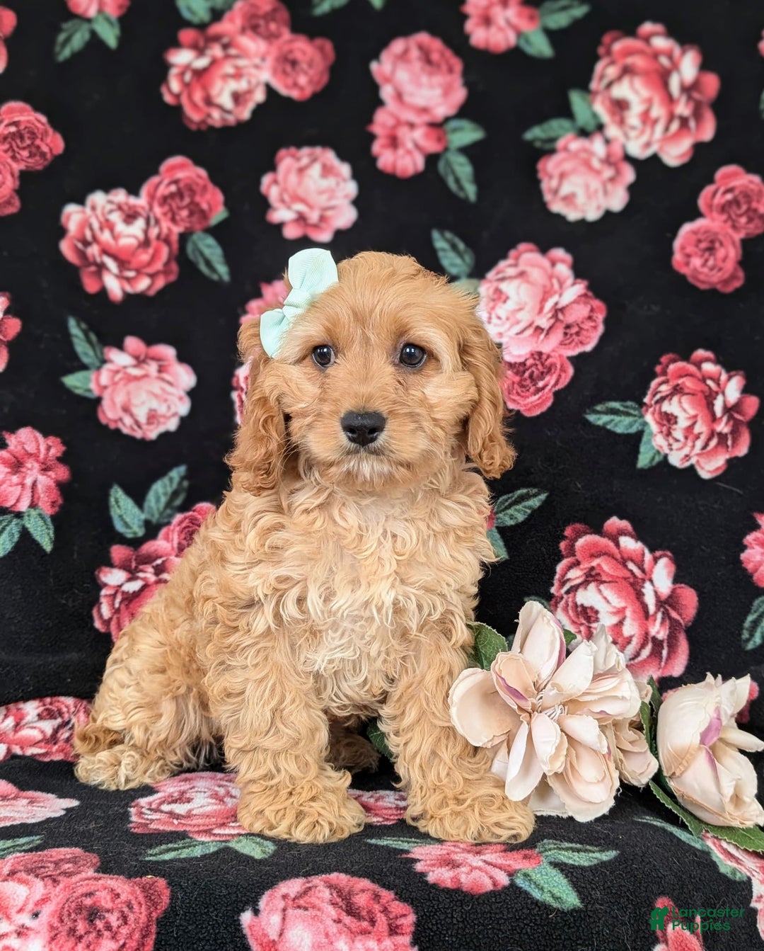 Cockapoo dogs for sale: Dora - Image 4