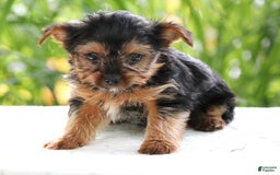 Yorkshire Terrier dogs for sale: Sage - Image 1