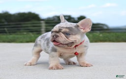 French Bulldog dogs for sale: Leo - Image 4