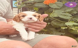 Cavalier King Charles Spaniel dogs for sale: Blenheim Boy - Image 7