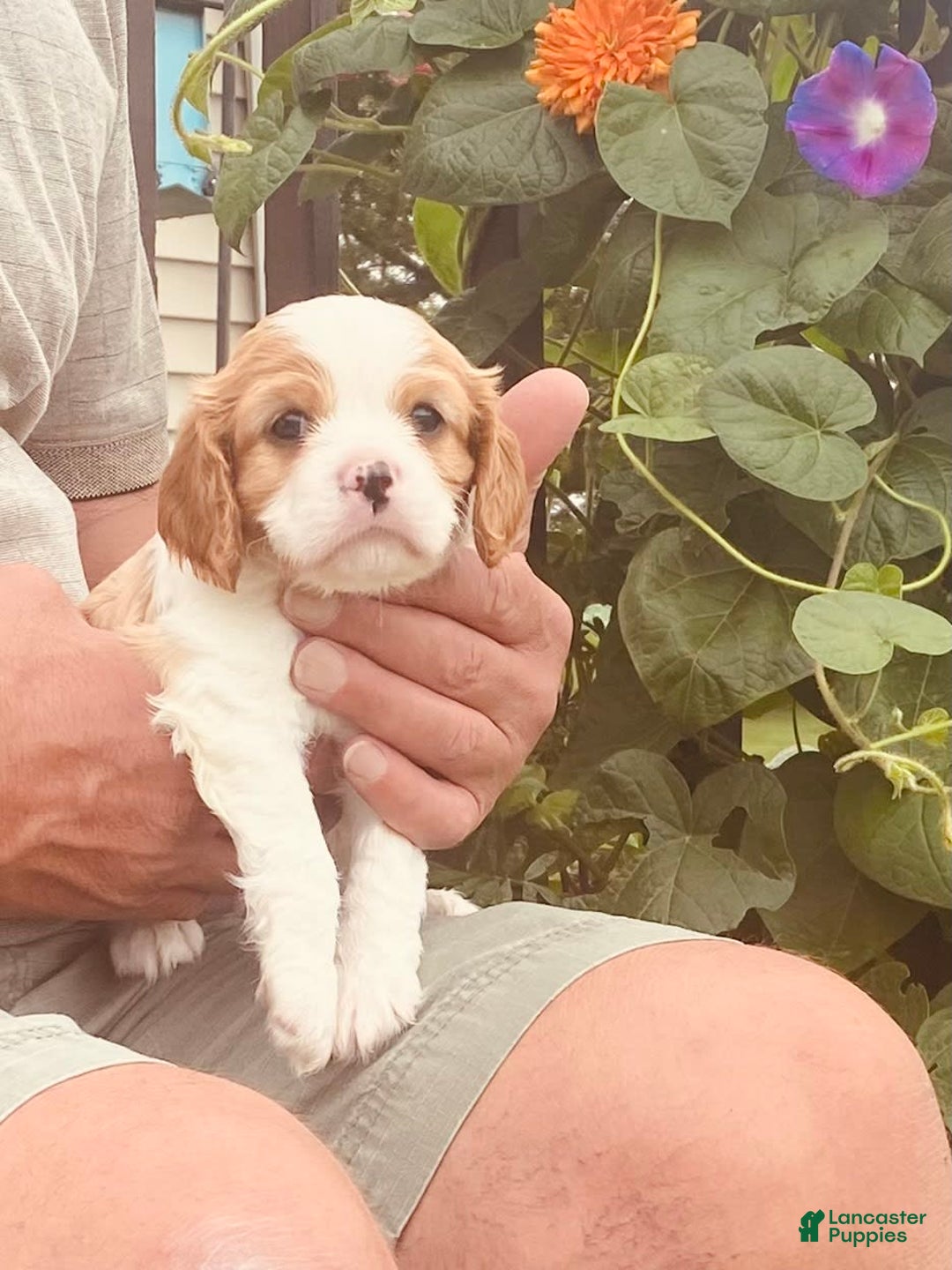 Cavalier King Charles Spaniel dogs for sale: Blenheim Boy - Image 7