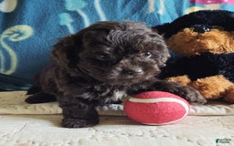 Maltipoo dogs for sale: Count Chocolate - Image 15