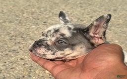 French Bulldog dogs for sale: Scarface - Image 4