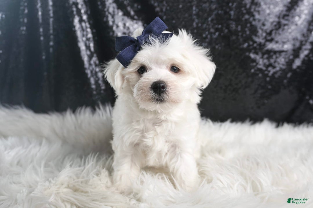 Maltese dogs for sale: Eaton - Image 1