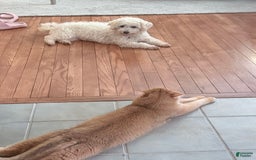 Bichon Frise dogs for sale: Clover - Image 4