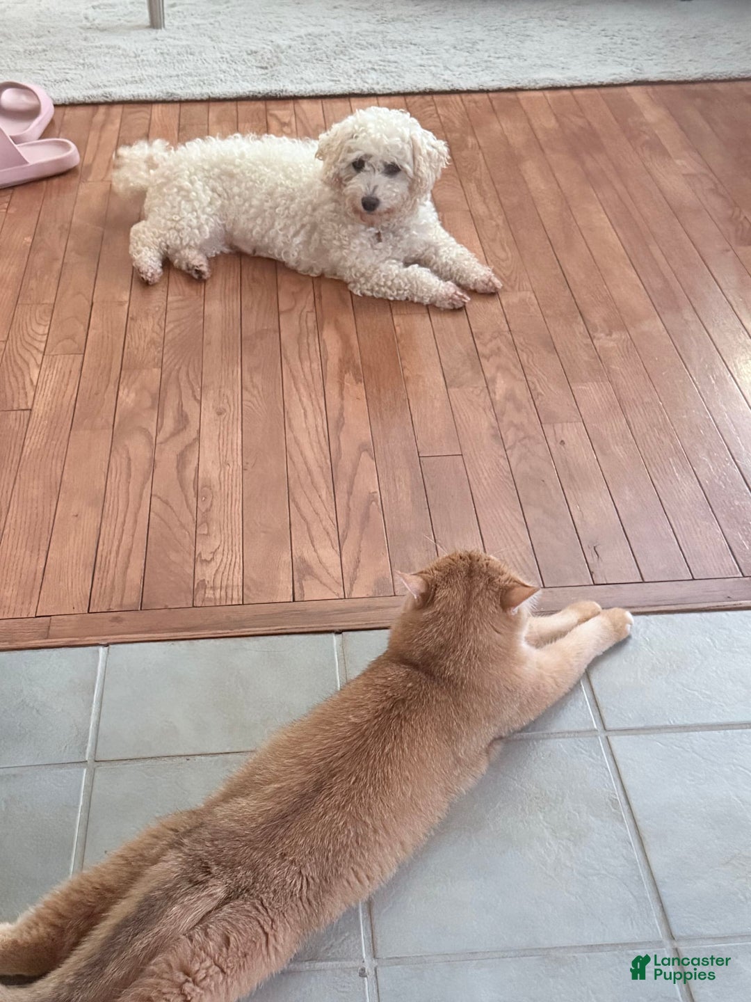 Bichon Frise dogs for sale: Clover - Image 4