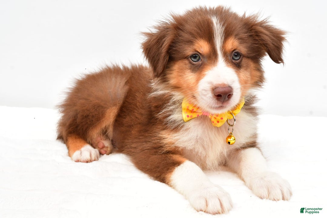 Australian Shepherd dogs for sale: Roscoe - Image 4