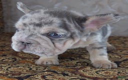 French Bulldog dogs for sale: Tae - Image 5