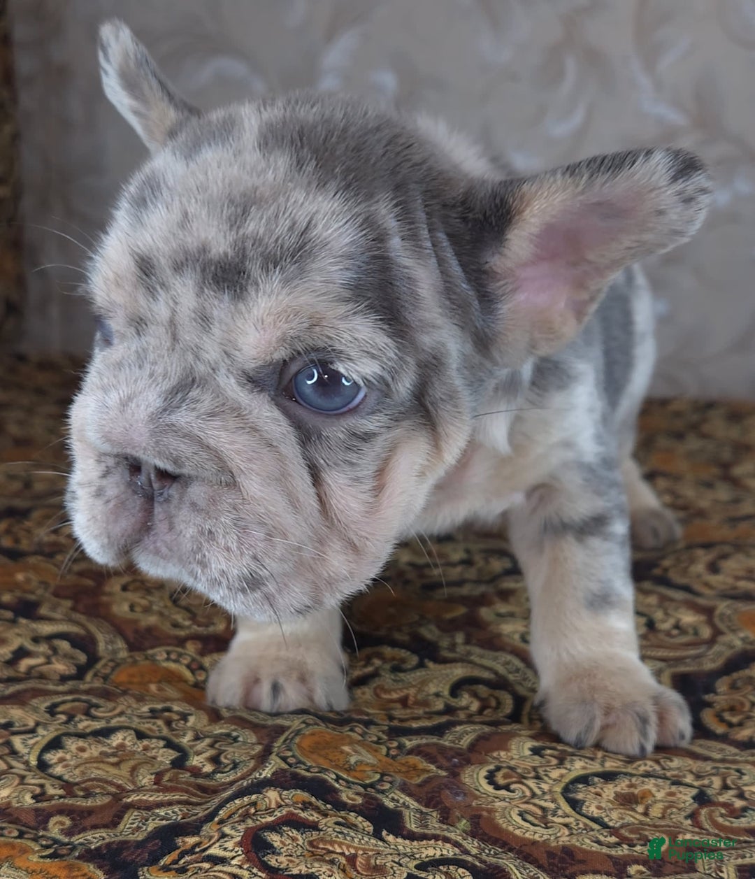 French Bulldog dogs for sale: Tae - Image 5