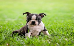 Boston Terrier dogs for sale: Daffodil - Image 6