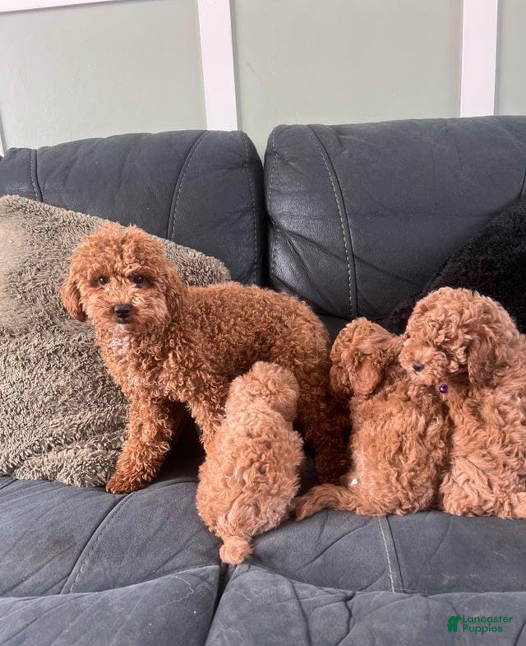 Toy Poodle dogs for sale: Mr Blue - Image 2