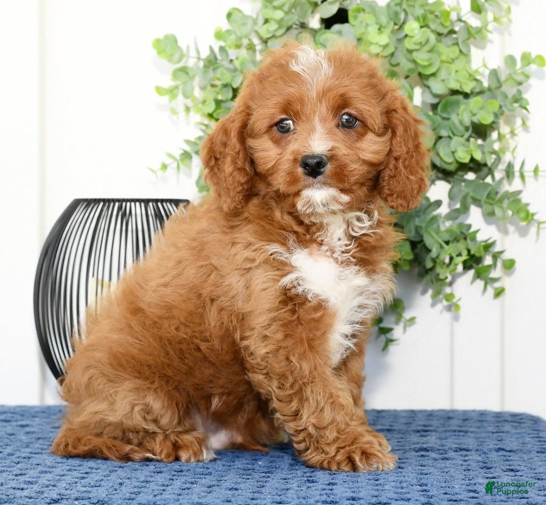 Cavapoo dogs for sale: Ernesto - Image 6