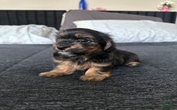 Miniature Dachshund dogs for sale: Mookie - Image 6