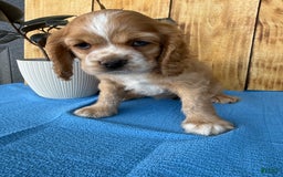Cocker Spaniel dogs for sale: Tasha - Image 2
