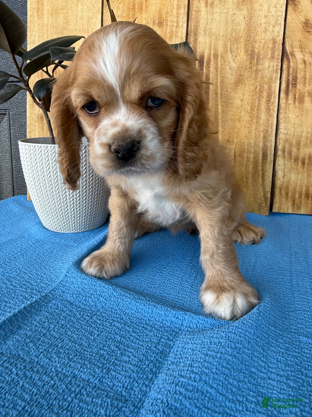 Cocker Spaniel dogs for sale: Tasha - Image 2