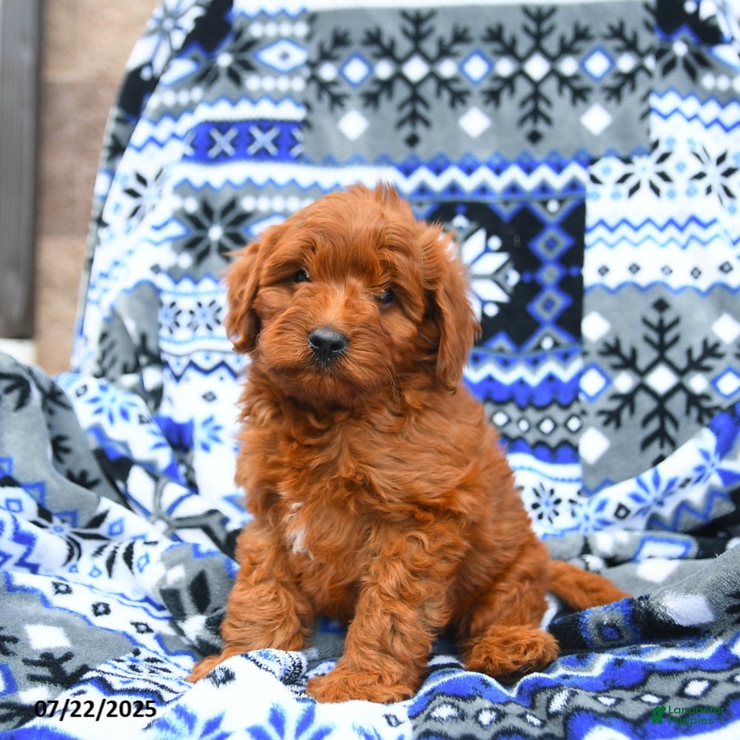 Cavapoo dogs for sale: Baker - Image 5
