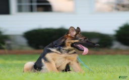 German Shepherd dogs for sale: Hazel - Image 6