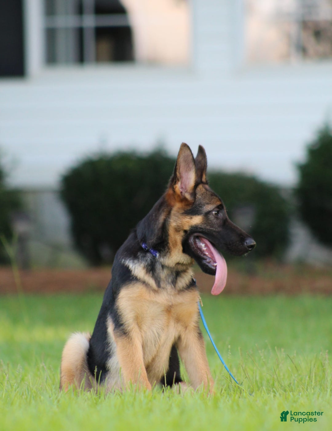 German Shepherd dogs for sale: Hazel - Image 6