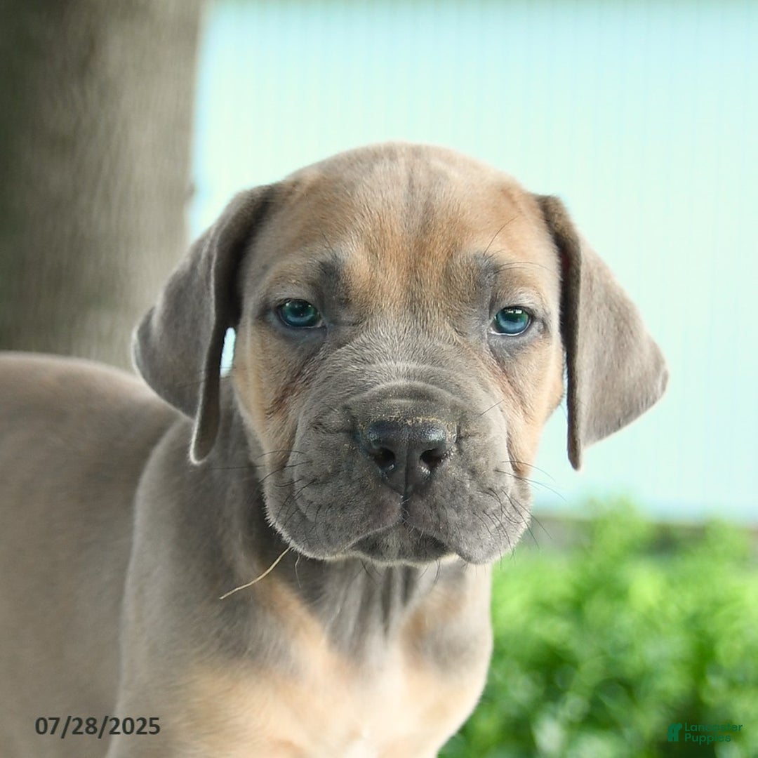 Cane Corso dogs for sale: Haden - Image 2