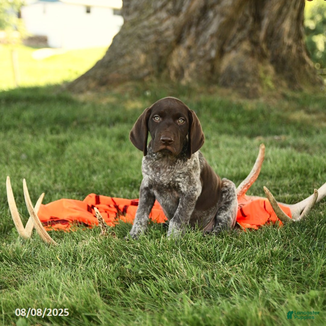 German Shorthaired Pointer dogs for sale: Branson AKC - Image 2
