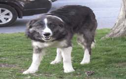 Border Collie dogs for sale: Buddy - Image 5