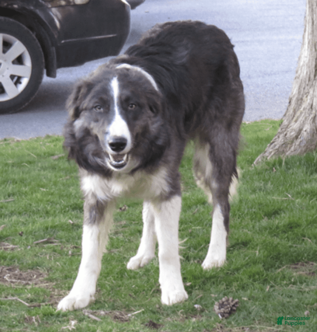 Border Collie dogs for sale: Buddy - Image 5
