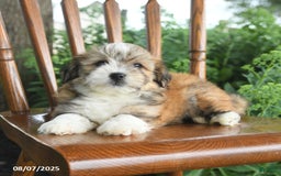 Havanese dogs for sale: Brenton - Image 4