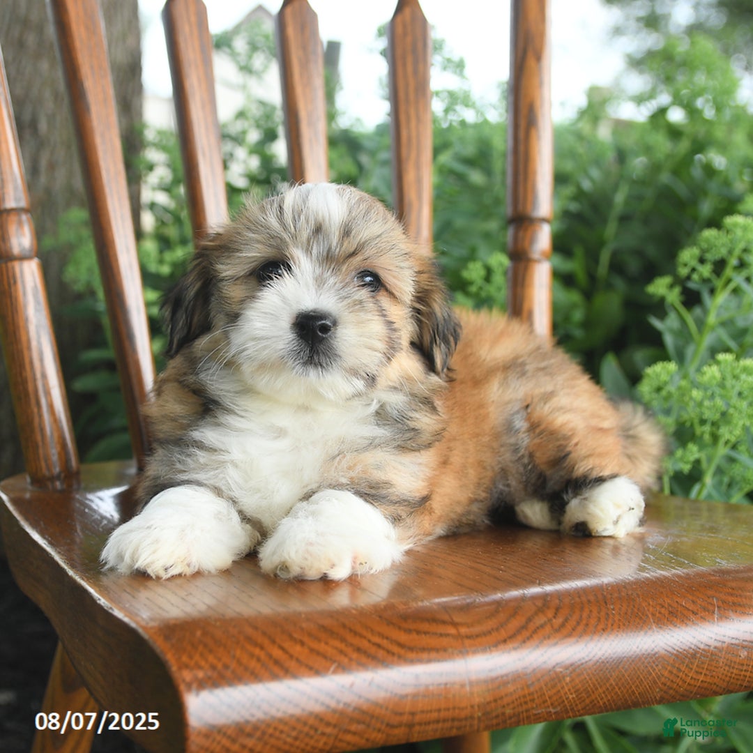 Havanese dogs for sale: Brenton - Image 4