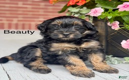 Mini Bernedoodle dogs for sale: Beauty - Image 5