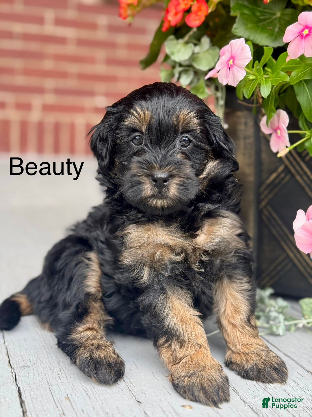 Mini Bernedoodle dogs for sale: Beauty - Image 5