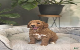 Goldendoodle dogs for sale: Lanie - Image 11