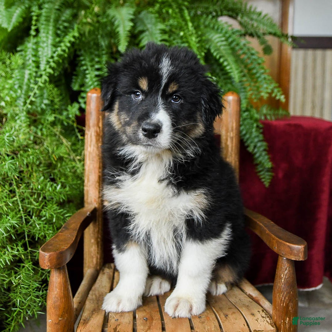 Australian Shepherd dogs for sale: Cooper - Image 2