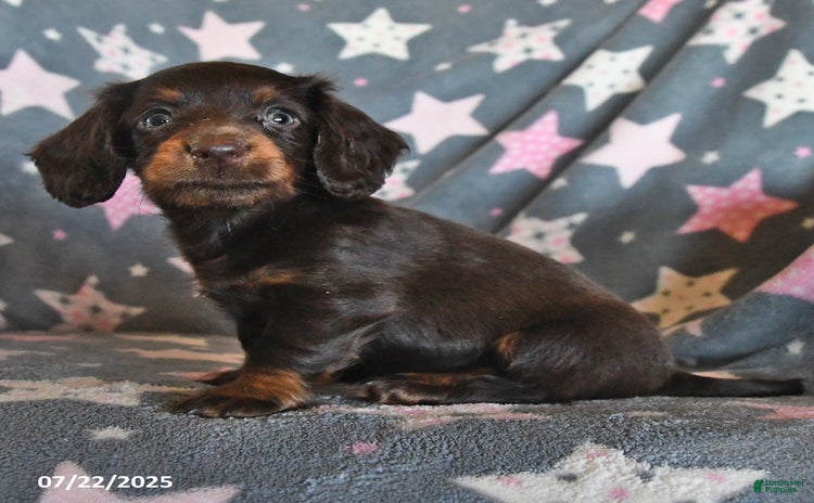 Miniature Dachshund dogs for sale - Ad 5