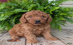 Mini Goldendoodle dogs for sale: Mini -kobe - Image 13