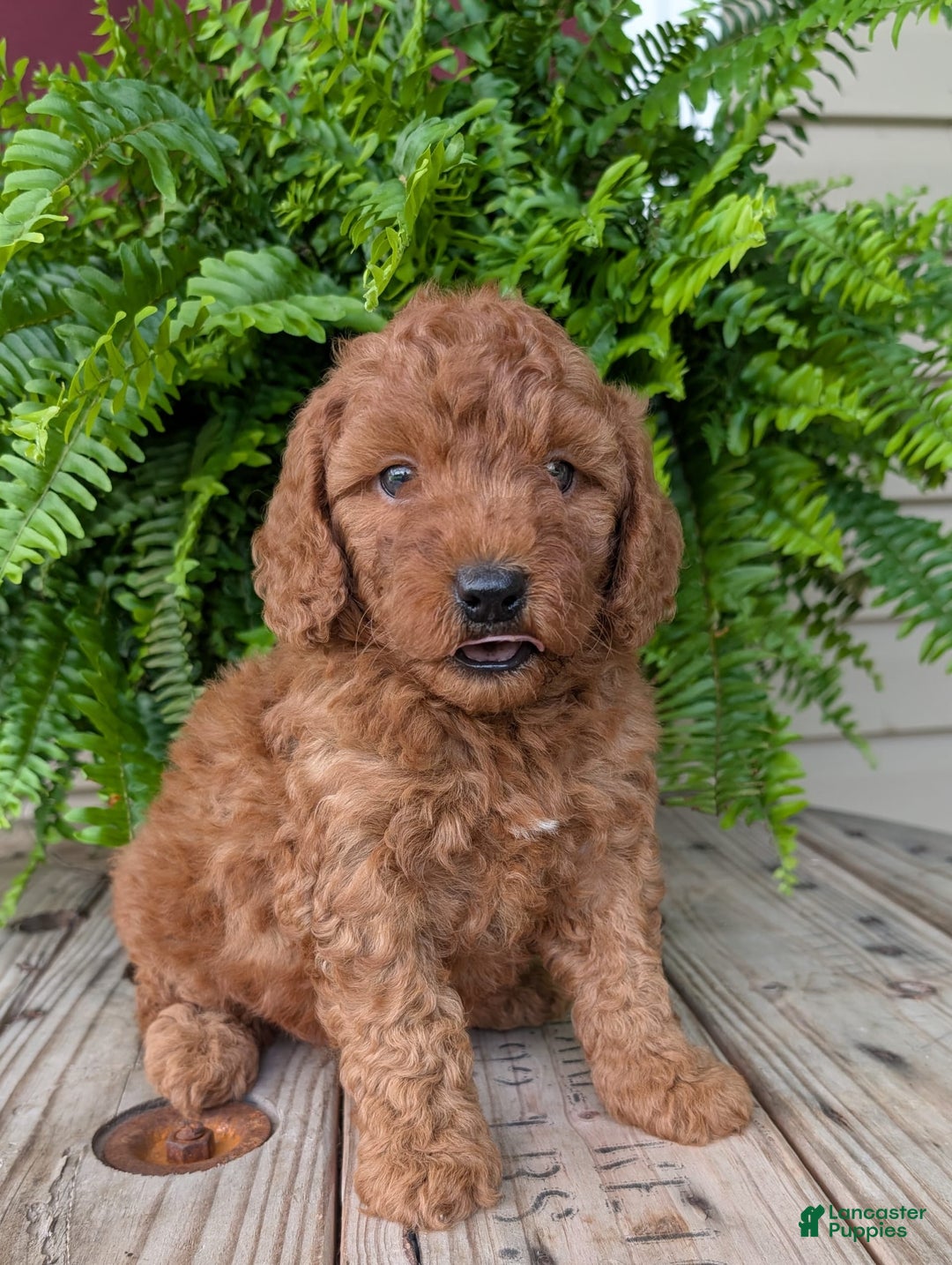 Mini Goldendoodle dogs for sale: Mini -kobe - Image 13