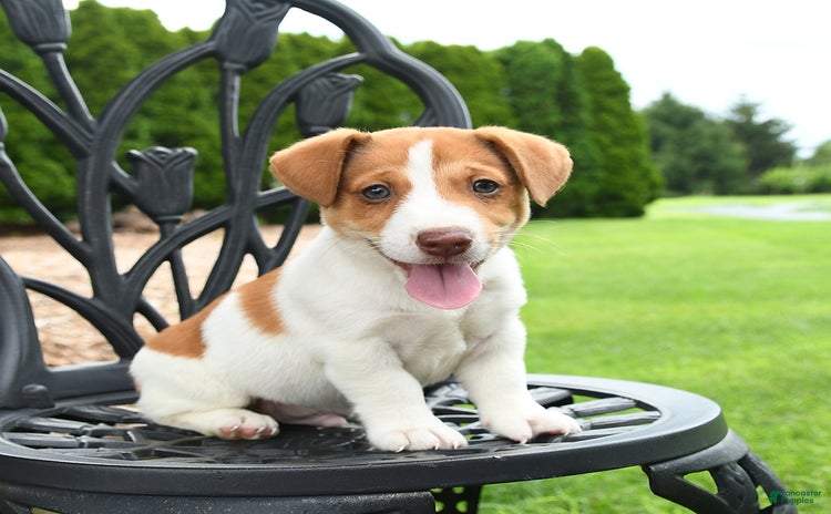 Jack Russell Terrier dogs for sale - Ad 1