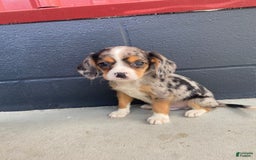 Beaglier dogs for sale: Marshal - Image 1