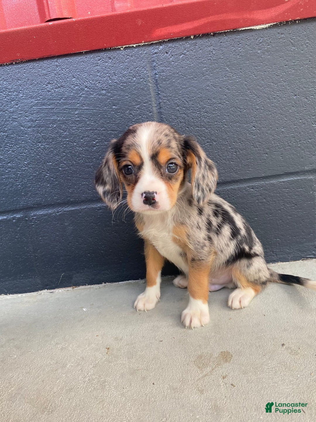 Beaglier dogs for sale: Marshal - Image 1
