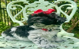 Maltipoo dogs for sale: Penny - Image 6