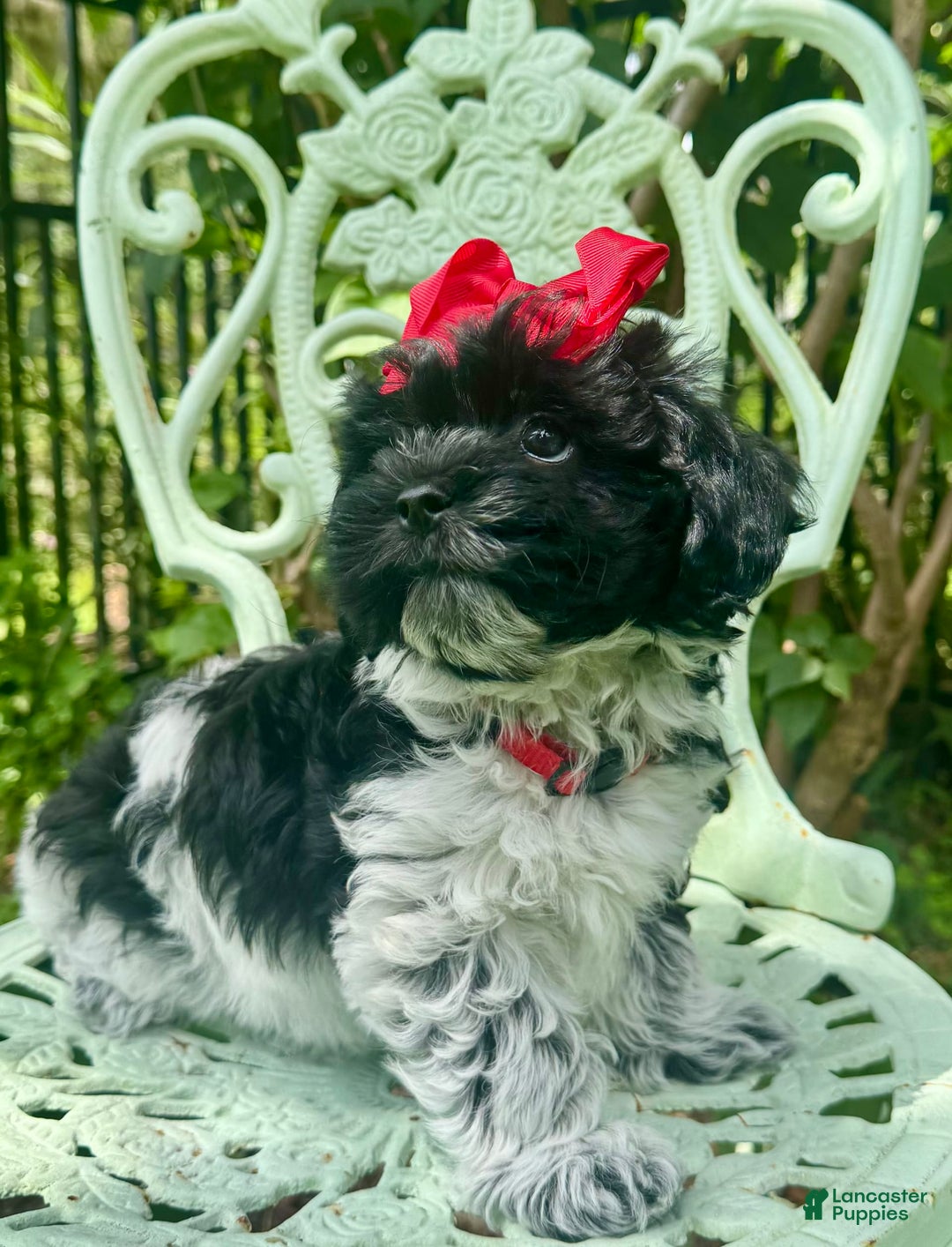 Maltipoo dogs for sale: Penny - Image 6