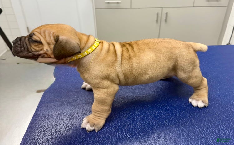South African Boerboels dogs - Advert 3