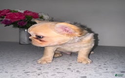 French Bulldog dogs for sale: Blanco Fluffy Frenchie - Image 3