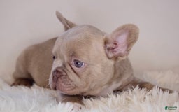 French Bulldog dogs for sale: Maple - Image 1