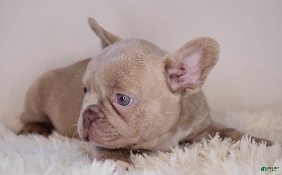 French Bulldog dogs for sale: Maple - Image 1