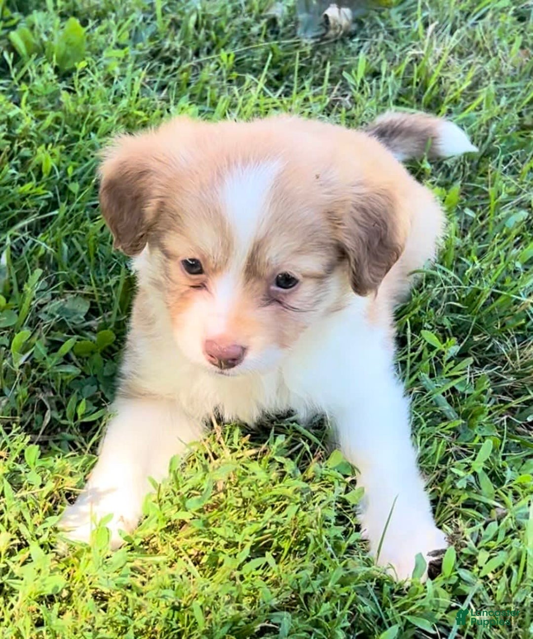 Mini Aussiedoodle dogs for sale: Lani - Image 4