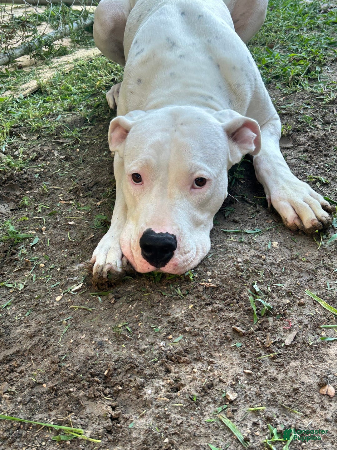 Dogo Argentino dogs for sale: Ninah - Image 1