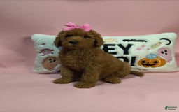 Mini Goldendoodle dogs for sale: Isley - Image 8