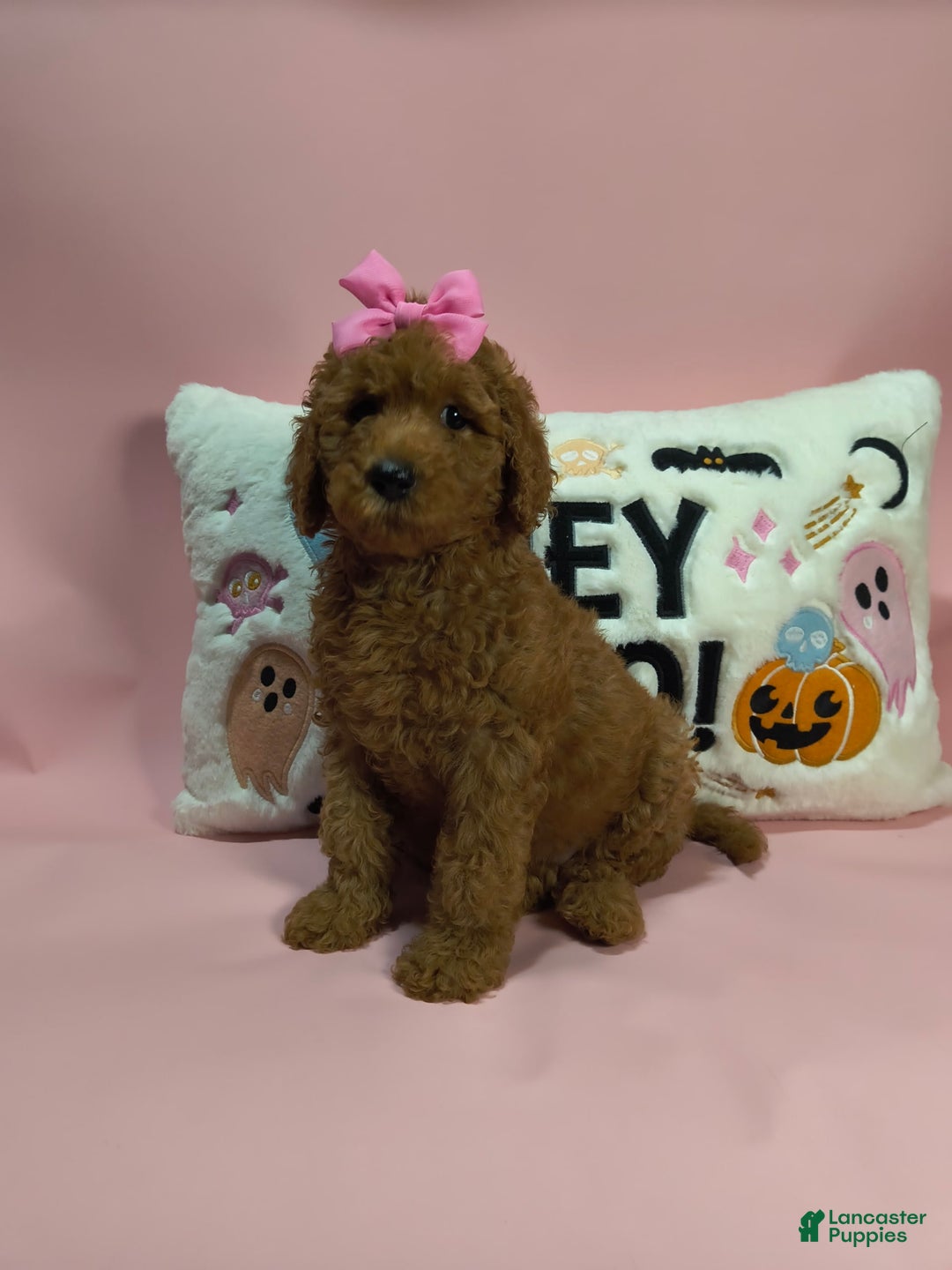 Mini Goldendoodle dogs for sale: Isley - Image 8