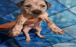 Dogo Argentino dogs for sale: Titan - Image 2